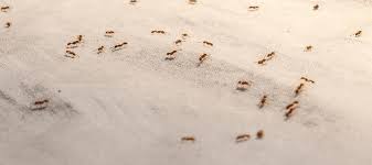 Will cornstarch stop ants?