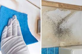 How To Get Rid Of Mould A Complete