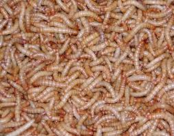 wax worm farm off 70 medpharmres com