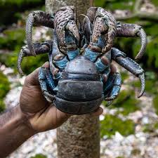 Coconut crab wanders across dolly beach on christmas island, indian ocean, australia. 17 Captivating Coconut Crab Facts