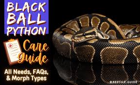 black ball python care guide all needs