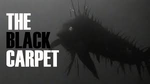 the black carpet ocean s mysterious
