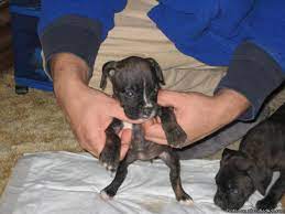 Checkout the rest of my pack @dorsettfarm. Boxer Puppies Price 300 00 For Sale In Avilla Indiana Best Pets Online
