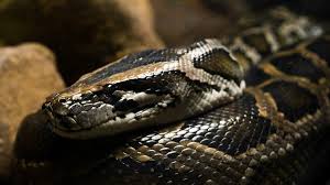 Burmese Python Care The Herpetological Society Of Ireland