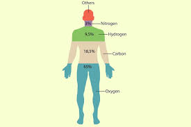 human body composition what elements