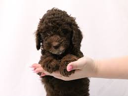 miniature poodle dog male chocolate