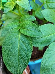 close up of leaves of potato plant