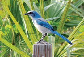could florida get a new state bird
