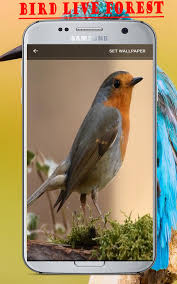 4k Bird Live Forest Video Wallpaper for ...