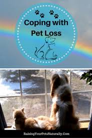 Image result for pet support loss