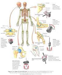 Active flexibility is how much you can stretch unaided, by stretching the joint and freezing in the the thoracic spine was not included in the diagram of joints above, as it is not a joint and indeed included in most flexibility trainings. Pin On Science