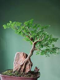 mezquite bonsai 20 seeds ebay