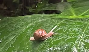 found snails in my garden