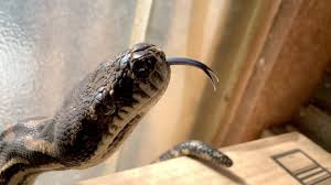 wild carpet python gets angry and