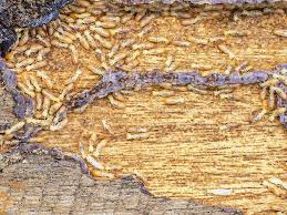 wood rot vs termite damage what s