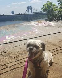 We provide a variety of plans ranging from the basic to the most. Dog Nyc Gwb Nj Views Travel Hiking Insurance Humor Dogs Insurance Marketing