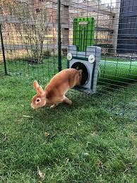 rabbit hutches rabbits