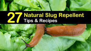 27 simple diy slug repellent solutions