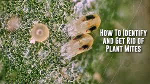 How To Identify And Get Rid Of Plant Mites Part 1 Of 2