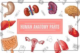 Thingiverse is a universe of things. Free Vector Woman Anatomy Infographic Layout With Location And Definitions Of Internal Organs In Female Body Isometric