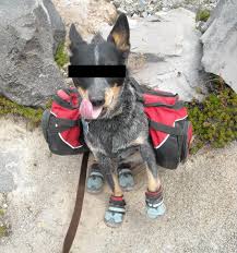 Caught On Film Boot Dos And Donts Ruffwear Blog News