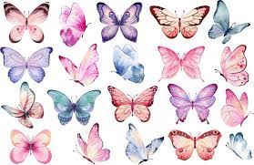 erfly clipart images browse 57