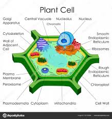Education Chart Of Biology For Plant Cell Diagram Stock