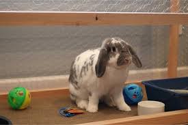 how to litter train a rabbit rabbit