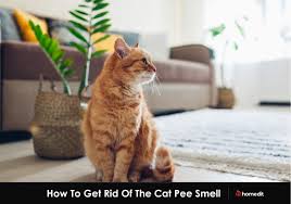 get rid of a cat smell