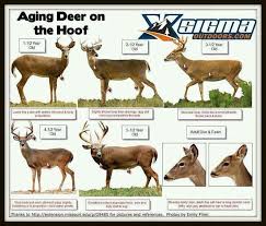 Deer Cut Chart Aging Deer On The Hoof Is A Must For Quality