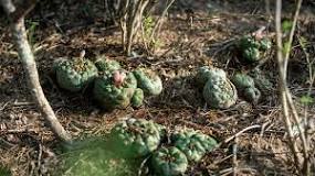 Image result for Peyote