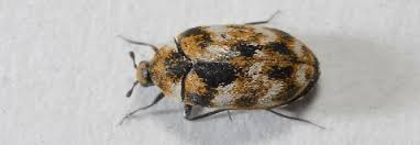 carpet beetles empire wildlife