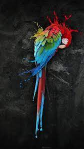red macaw black background pet hd