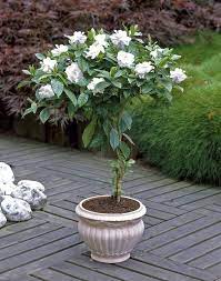 Gardenia Trees Growing Gardenias