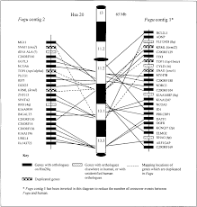 fugu human 20q comparative gene maps