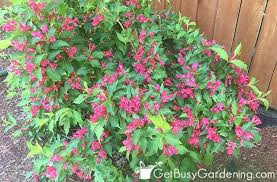 15 partial shade shrubs for your yard