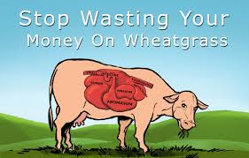 stop wasting your money on wheatgr