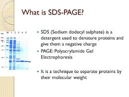 ppt electropsis sds page