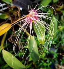 600 x 600 jpeg 248 кб. Bulbophyllum Thai Spider