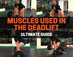 Muscles Used In The Deadlift Ultimate Guide
