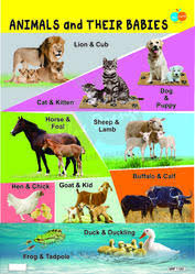 Animals And Their Young One Teaching Chart United