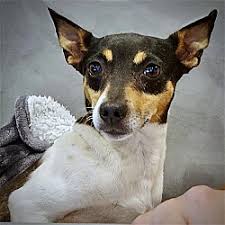 rat terrier puppies and dogs in jackson