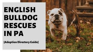 english bulldog rescues in pa adoption