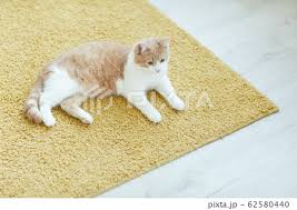 cat resting on the carpetの写真素材