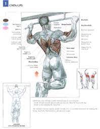 Back muscles are divided into two parts: 19 Trainin Anatomy Back Ideas Workout Anatomy Muscle Anatomy