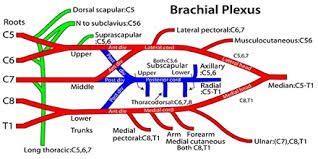 About Brachial Plexus Assignment Point