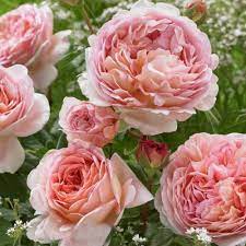 Купить саженцы Английской розы 🌱по цене от 790₽ из питомника с доставкой |  Питомник «Зелёная Фазенда»