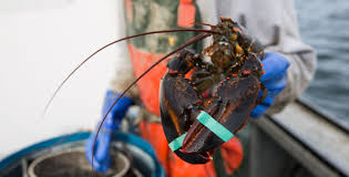 sustaility maine lobster