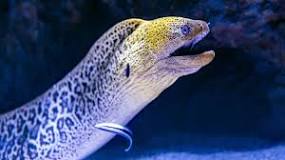 What is the lifespan of an eel?