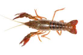a beginner s guide to fishing with crayfish